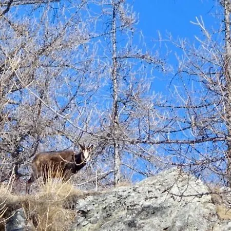 Chamois D'or Szálloda Tende